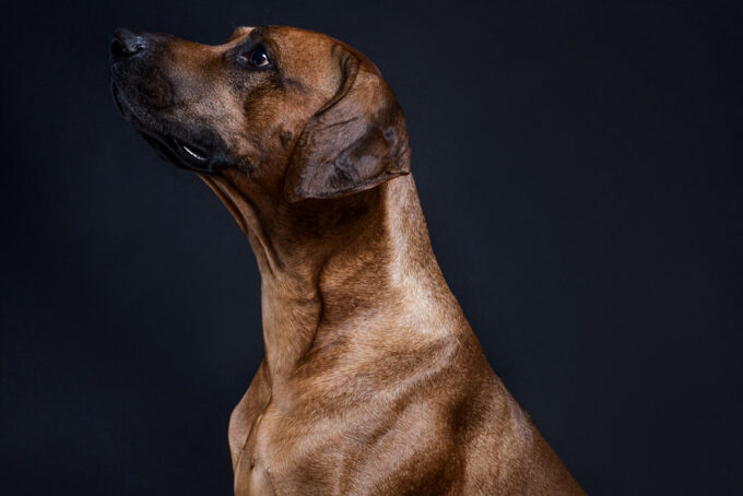 Rhodesian Ridgeback Breeder Texas - Rhodesian Ridgeback Breeder Texas