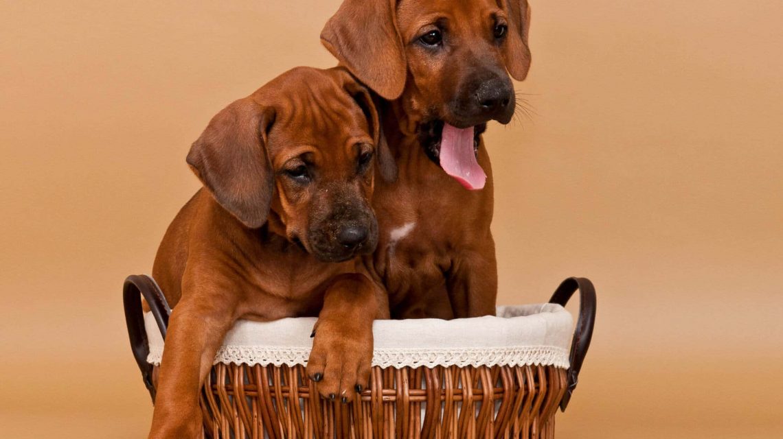 Rhodesian Ridgeback Puppies For Sale May 2020