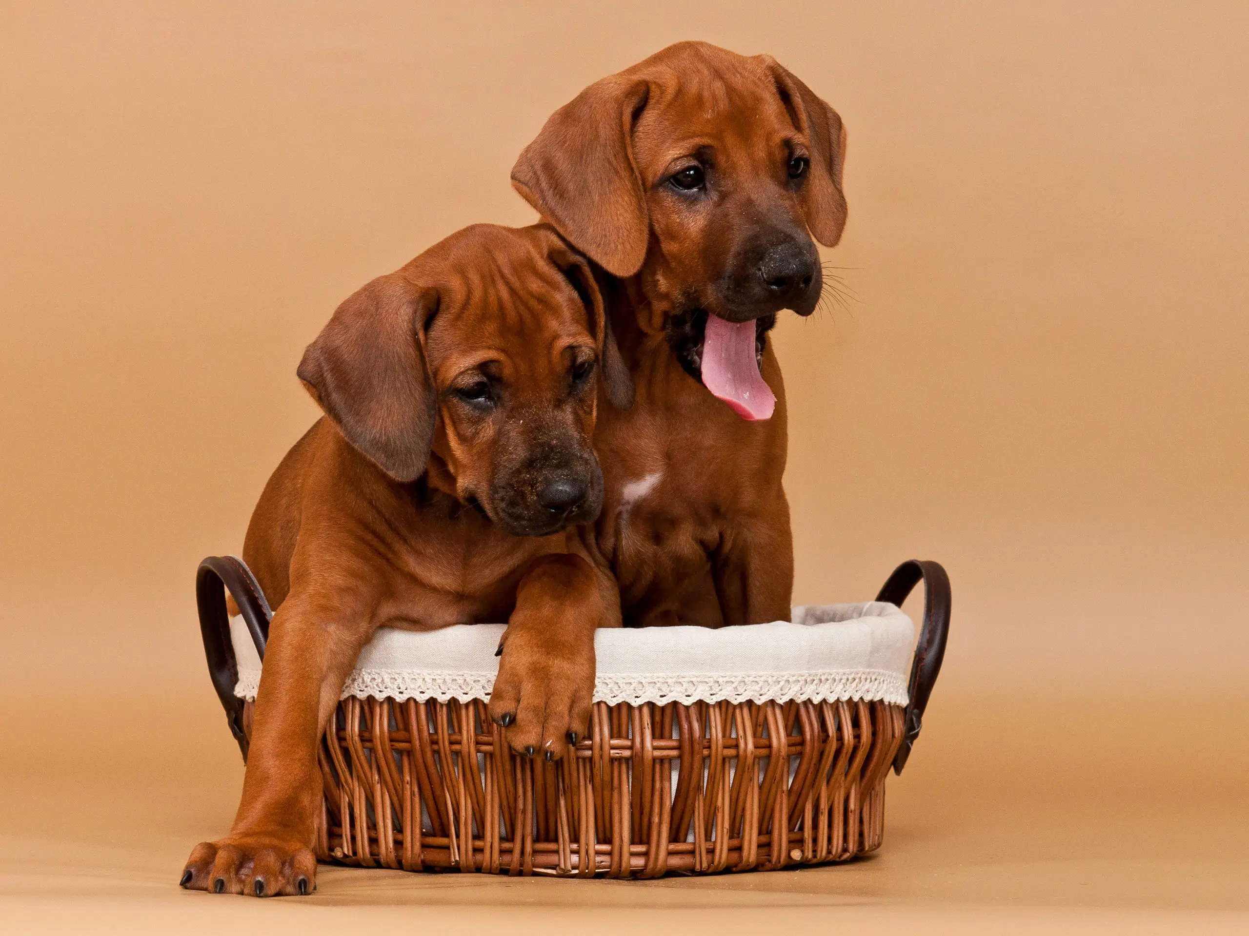 Rhodesian Ridgeback Puppies For Sale May 2020