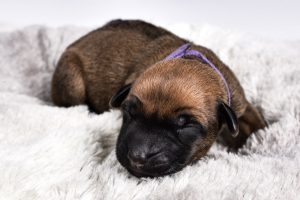 ausin ridgeback puppies for sale females