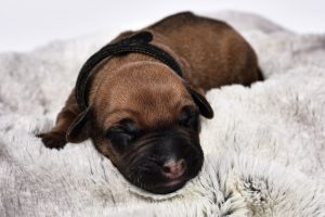 austin ridgeback breeder male puppies for sale