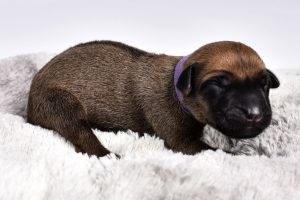 austin ridgeback female puppies for sale