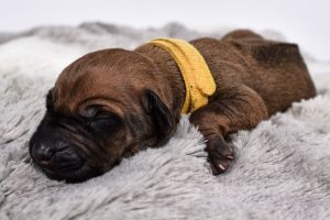 cute puppy for sale rhodesian male