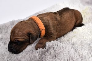female rhodesian ridgeback puppy for sale