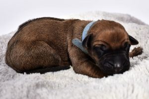 ridgeback female puppy austin for sale