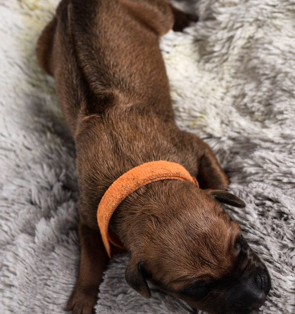 ridgeback female puppy for sale may 2020