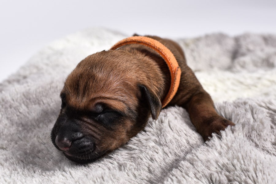 ridgeback newborn pup