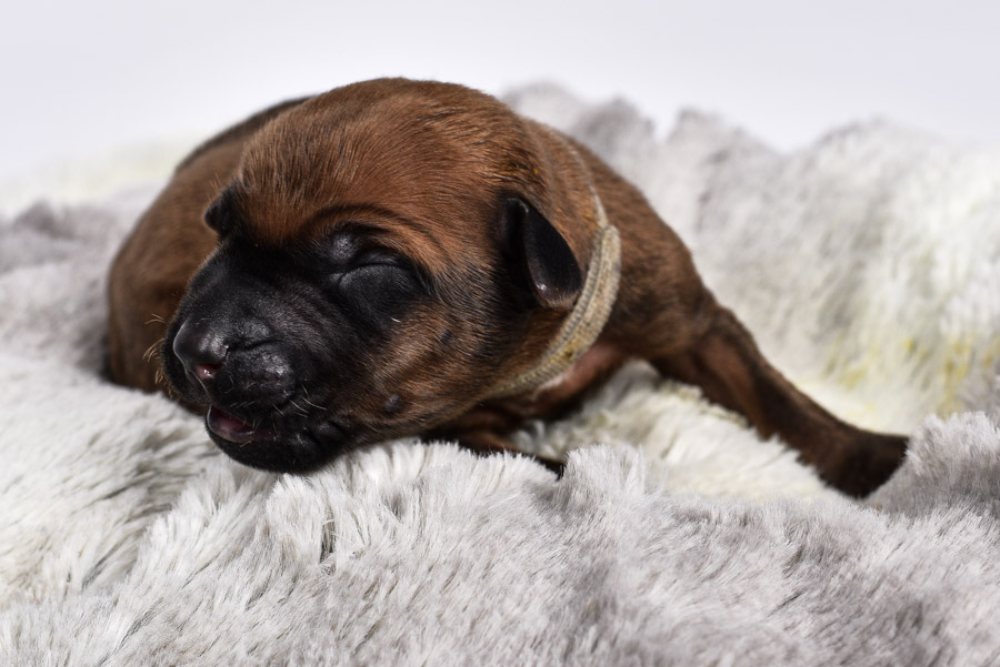 ridgeback newborn puppies for sale