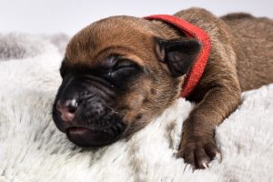 ridgeback puppy for sale