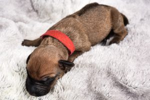 ridgeback puppy for sale austin tx