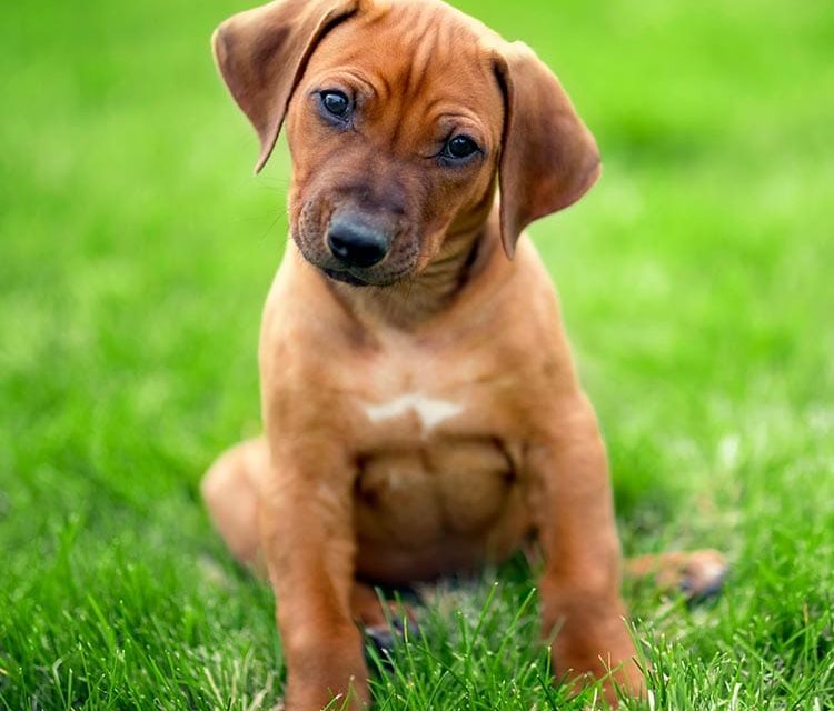 Our Next Rhodesian Ridgeback Puppy Litter