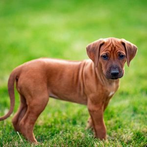 Rhodesian Puppies For Sale