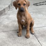 rhodesian puppy from texas rhodie breeder