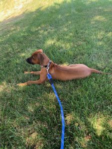 rhodesian ridgeback texas breeder puppies 2021