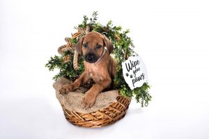 rhodesian texas puppy breeder