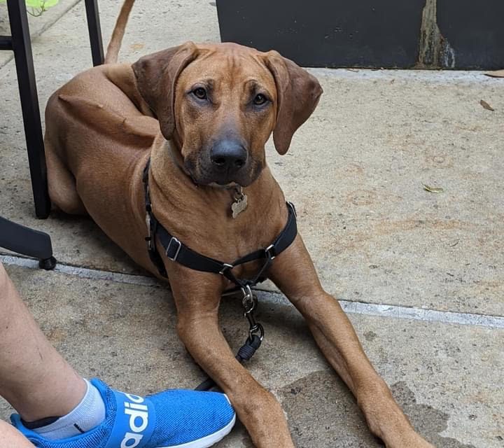 tall rhodesian texas breeder