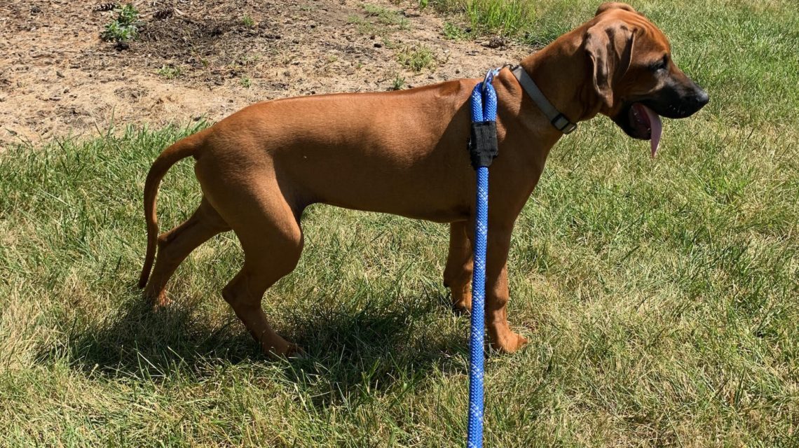 the rhodesian texas breeder puppies for sale