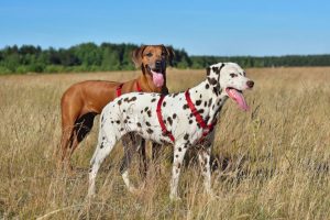 Rhodesian Ridgeback Puppies for Sale in Fort Worth Texas