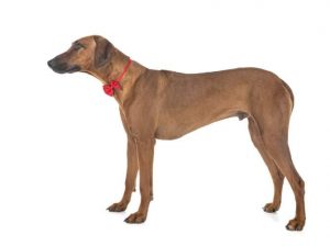 Rhodesian Ridgeback for Other Pets