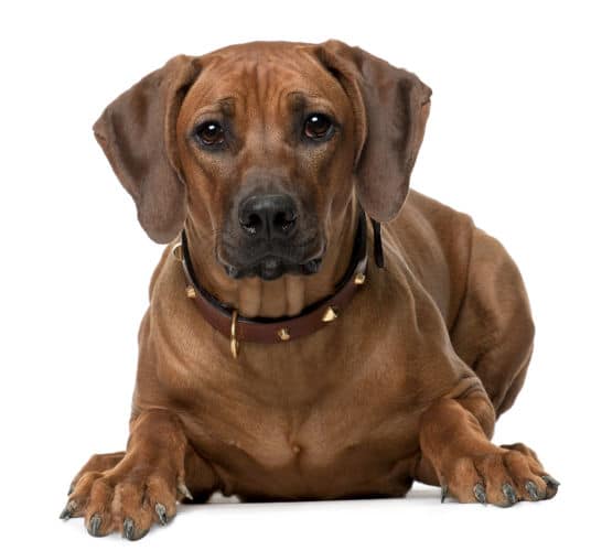Rhodesian Ridgeback for Other Pets
