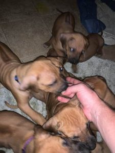 Rhodesian Ridgeback Puppies for Sale in Atascocita