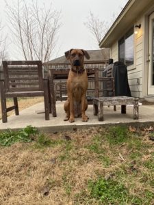 Rhodesian Ridgeback Puppies for Sale in College Station