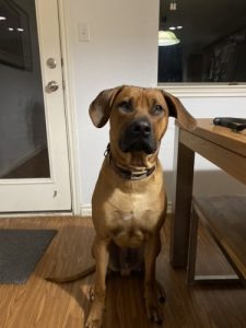 Rhodesian Ridgeback Puppies for Sale in College Station Texas