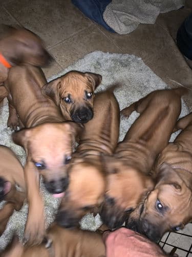 Rhodesian Ridgeback Puppies for Sale in Fort Worth