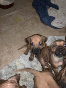 Rhodesian Ridgeback Puppies for Sale in Georgetown Texas  