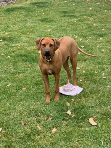 Rhodesian Ridgeback Puppies for Sale in Midland