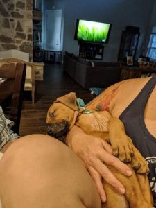 Rhodesian Ridgeback Puppies for Sale in Mission
