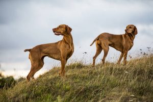 Rhodesian Ridgeback Puppies for Sale in Plano