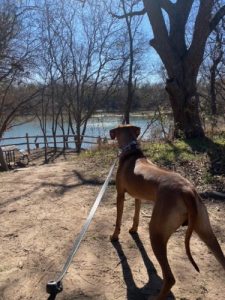 Rhodesian Ridgeback Puppies for Sale in the Woodlands