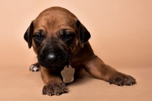 Rhodesian female puppies for sale Texas-4