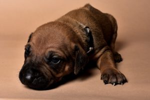 Rhodesian male puppies for sale Texas-10