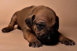 Rhodesian male puppies for sale Texas-11