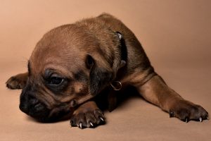Rhodesian male puppies for sale Texas-12