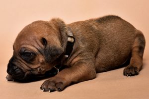 Rhodesian male puppies for sale Texas-2