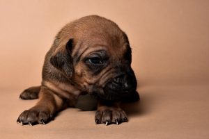 Rhodesian male puppies for sale Texas-4