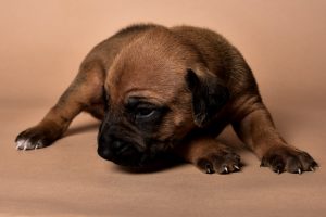 Rhodesian male puppies for sale in Texas-11
