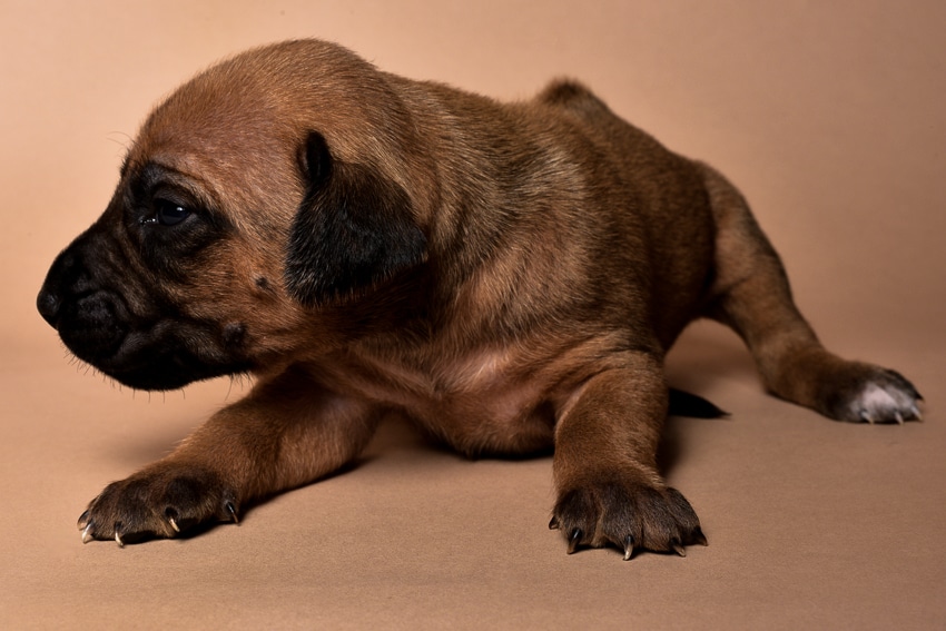 Rhodesian male puppies for sale in Texas-2