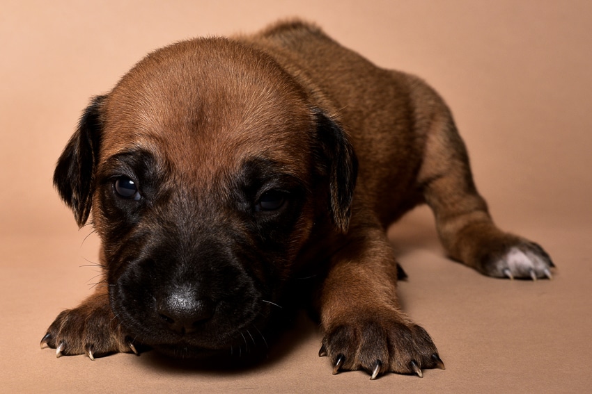Rhodesian male puppies for sale in Texas-3
