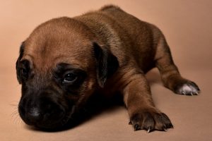 Rhodesian male puppies for sale in Texas
