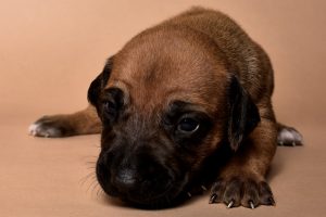 Rhodesian male puppies for sale in Texas-4