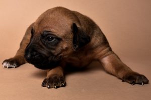 Rhodesian male puppies for sale in Texas-5