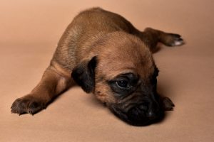 Rhodesian male puppies for sale in Texas-6