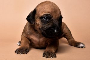 Rhodesian male puppies for sale in Texas-8