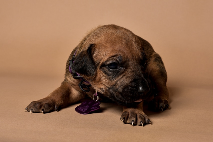 Rhodesian ridgeback female puppy for sale-