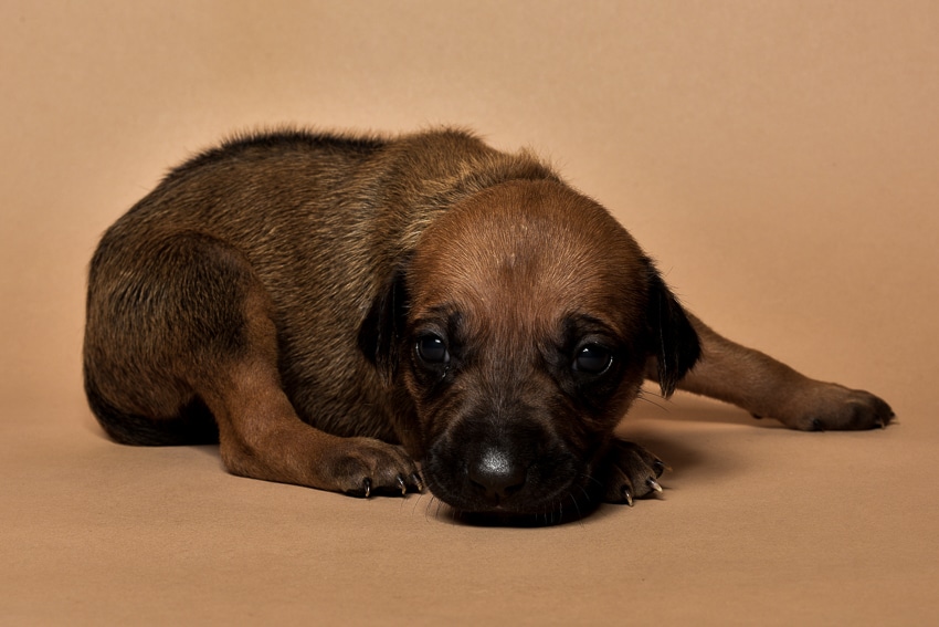 Rhodesian ridgeback female puppy for sale--6