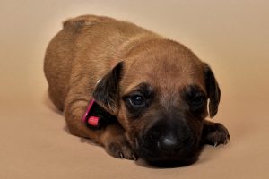 Rhodesian ridgeback girl puppy for sale-
